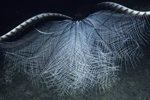 Lyrebird Prints: Superb Lyrebird - in courtship display, inverts tail over back and droops wings. Australia