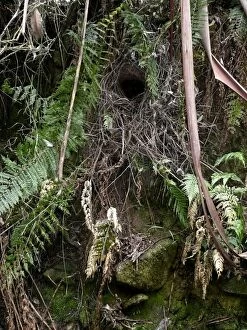 Superb Lyrebird - domed nest built by female