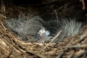 Superb Lyrebird - a downy chick asleep in the nest