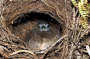 Superb Lyrebird - downy chick at back of domed nest