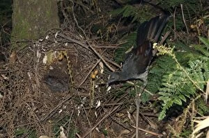Superb Lyrebird - female near her nest