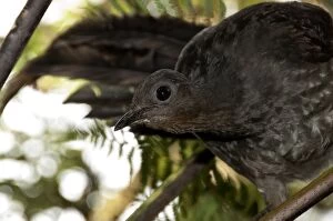Superb Lyrebird - female above nest