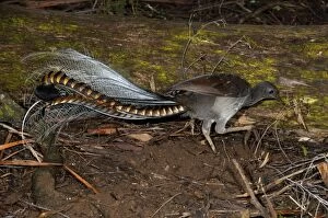Superb Lyrebird - foraging for worms and small insects