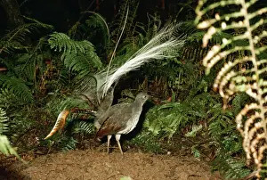 Superb Lyrebird HB 2942 Male with elevated tail, Australia. Menura novaehollandiae © Hans & Judy Beste / ardea. com