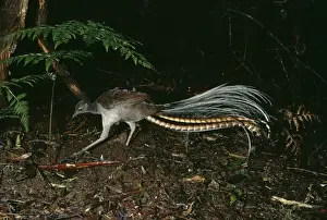 Superb Lyrebird HB 2948 Australia Menura novaehollandiae © Hans & Judy Beste / ardea. com