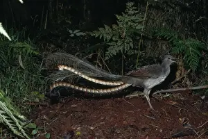 Superb Lyrebird - male, calling on mound Australia