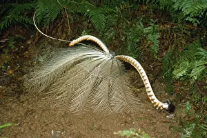 Lyrebird Prints: Superb Lyrebird - male in full display