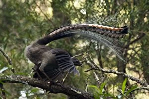 Superb Lyrebird - male display on his singing perch