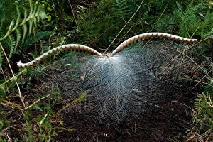 Display Gallery: Superb Lyrebird - male spreading tail during full courtship