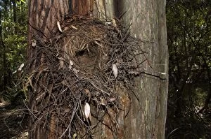 Superb Lyrebird - nest in tree a few metres above the ground