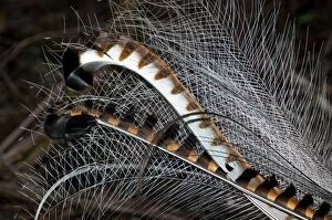 Images Dated 31st July 2008: Superb Lyrebird - tail of male in full breeding plumage