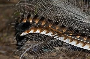 Images Dated 17th July 2008: Superb Lyrebird - tail of male in breeding plumage