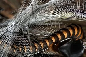 Images Dated 17th July 2008: Superb Lyrebird - tail of male in breeding plumage