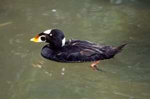 Images Dated 12th August 2010: Surf Scoter Duck - male