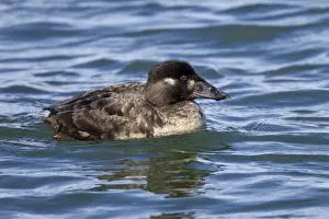 Scoter Prints: Surf Scoter - female / hen - February at Barnegat Light - NJ - USA