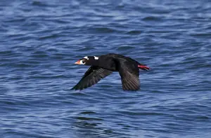 Surf Scoter - in flight over water in winter - February - Barnegat Light - NJ - USA