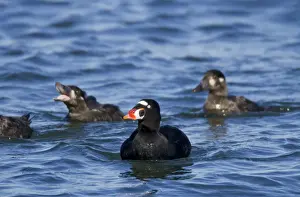 Surf Scoter - male / drake - February - Barnegat Light - NJ - USA