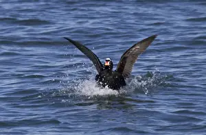 Surf Scoter - male on water in winter - February - Barnegat Light - NJ - USA