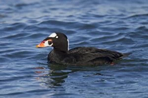 Surf Scoter - sitting on water in winter