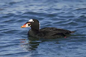 Surf Prints: Surf Scoter - sitting on water in winter - February - Barnegat Light - NJ - USA