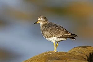 Images Dated 9th January 2007: Surfbird