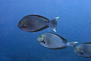 Images Dated 14th April 2007: Surgeonfish