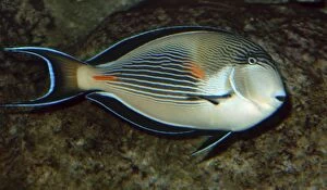 Images Dated 15th June 2006: Surgeonfish- reefs along coasts of Western Indian Ocean, Red Sea to Persian Gulf