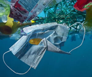 Pollution Gallery: Surgical mask drifting in the ocean along with