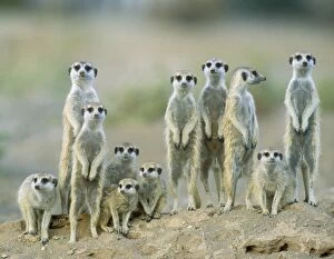 Burrows Gallery: Suricate - adults with young on the lookout at