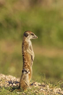Baby Surica Gallery: Suricate - also called Meerkat - adult with young