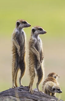 Baby Animal Gallery: Suricate - also called Meerkat - two adults with