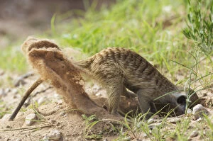 Suricates Gallery: Suricate - also called Meerkat - digging for prey