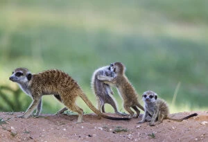 Suricates Gallery: Suricate - also called Meerkat - female with three