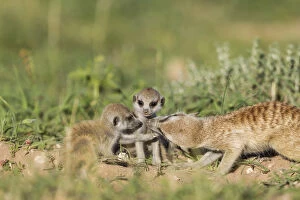 Baby Animal Gallery: Suricate - also called Meerkat - female grooming