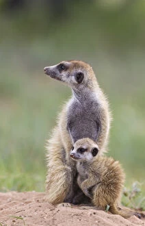 Suricates Gallery: Suricate - also called Meerkat - female with young