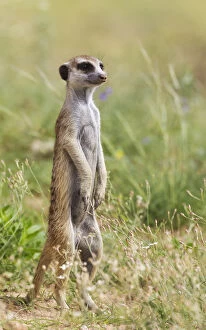 Suricates Gallery: Suricate - also called Meerkat - guard on the lookout