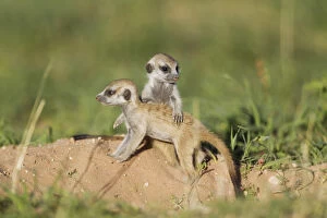 Suricate - also called Meerkat - two young at their