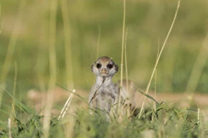Baby Animal Gallery: Suricate - also called Meerkat - young on the lookout