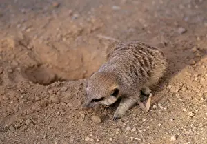 Suricates Prints: Suricate - Eating solifuge, South Africa