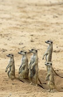Burrows Gallery: Suricate - family group on the lookout at their burrow