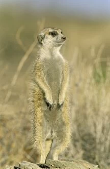 Burrows Gallery: Suricate - guard on the lookout at the edge of the burrow