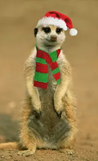 Suricate - on hind legs wearing Christmas hat & scarf