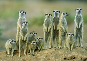 Suricate / Meerkat adults with young on the lookout