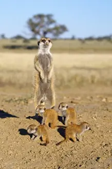 Five Prints: Suricate / Meerkat - babysitter and young - Kalahari