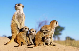 Meerkats Collection: Suricate / Meerkat - babysitters with young Kalahari Desert, Namibia, Africa
