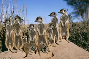 Suricates Prints: Suricate / Meerkat Bathe in sunshine, Kalahari