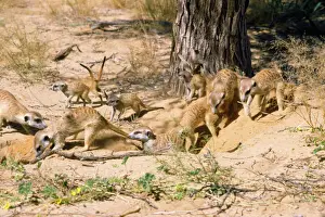 Suricates Prints: Suricate / Meerkat - clean out new hole for refuge in time of danger Kalahari Desert