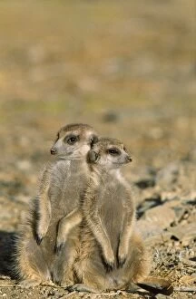 Meerkats Collection: Suricate / Meerkat - Two different aged young on lookout at the edge of burrow - Kalahari Desert