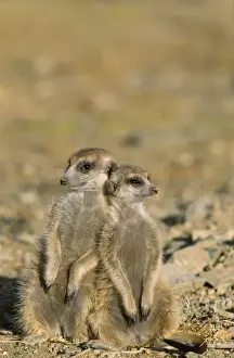 Suricates Prints: Suricate / Meerkat - Two different aged young on lookout at the edge of burrow - Kalahari Desert