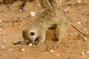 Suricate-Meerkat-Digging for food in the form of grubs and scorpions Kalahari Desert-Kgalagadi National Park-South Africa